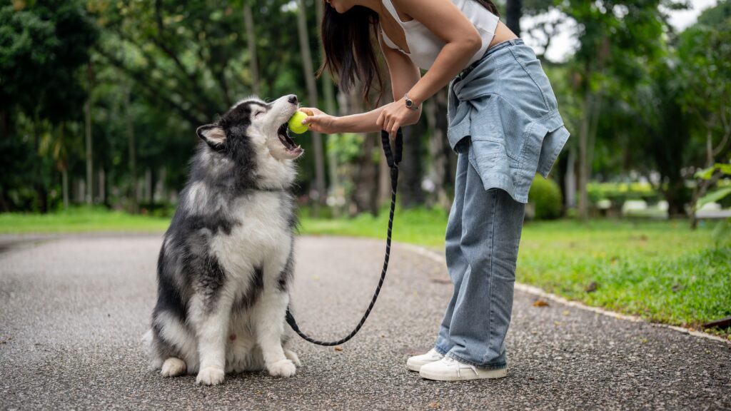 Brain Games for Senior Dogs: Engaging Activities to Keep Senior Dogs Sharp and Happy