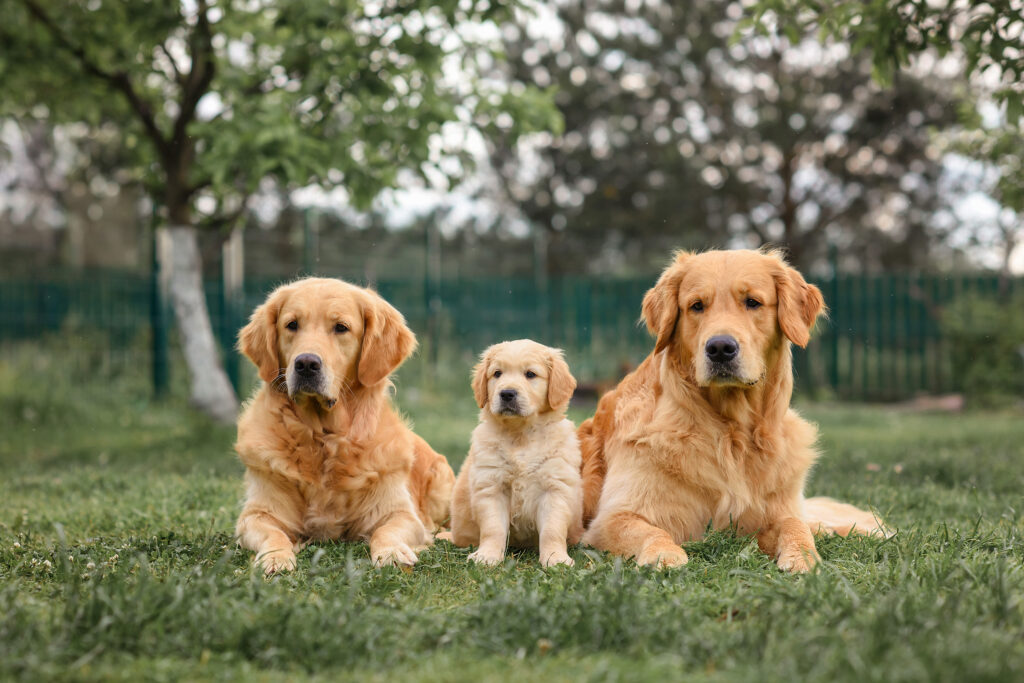 From Puppy Love to Senior Care: Navigating Your Pet’s Life Stages