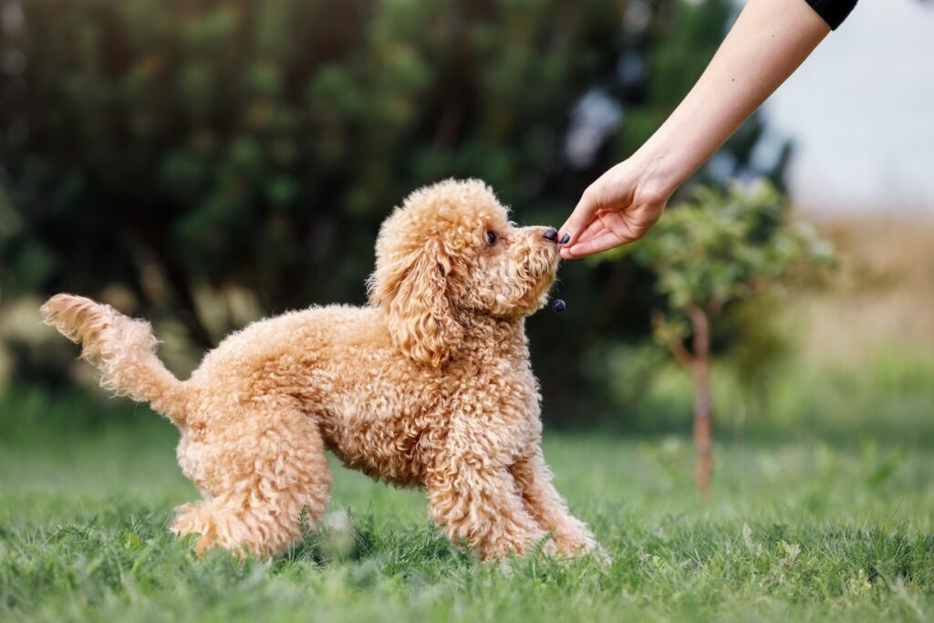 Training Your New Puppy: A Comprehensive Guide to Raising a Well-Behaved Dog